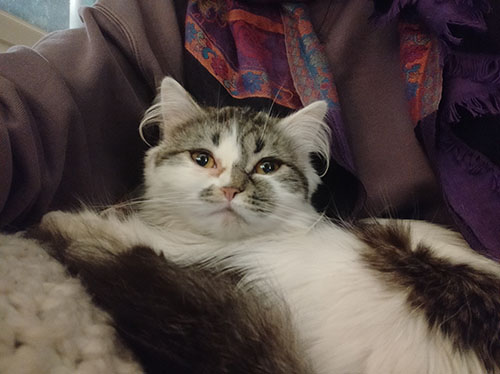 Chat perdu à Noisy-le-Grand 93160 : NUSHKA, Persan