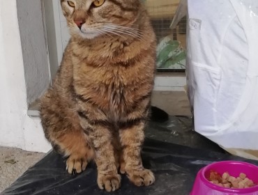 Chat perdu à Paris 75015 : Kinder, Européen