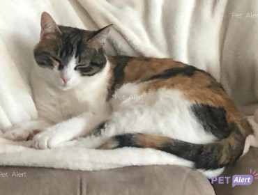 Chat perdu à Romainville 93230 : Minette, Européen