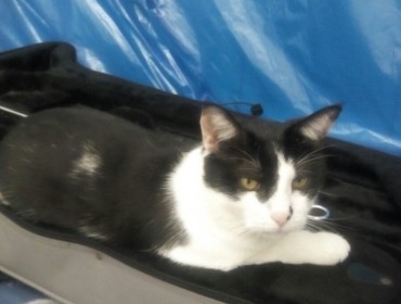 Chat perdu à Fontenay-sous-Bois 94120 : Djudju, Européen