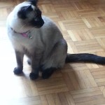 Chat perdu à Auby 59950 : legende, Siamois