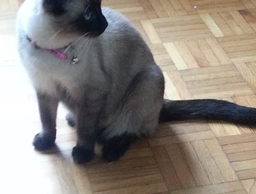 Chat perdu à Auby 59950 : legende, Siamois