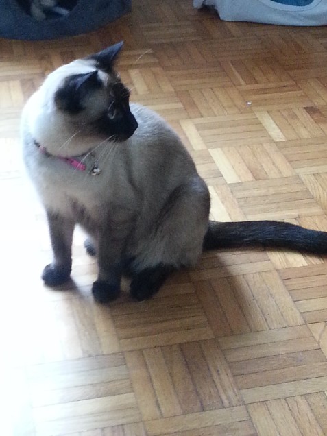 Chat perdu à Auby 59950 : legende, Siamois