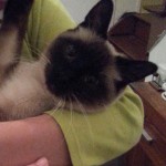 Chat perdu à Auby 59950 : legende, Siamois