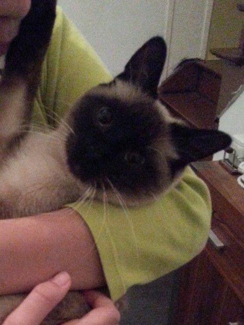 Chat perdu à Auby 59950 : legende, Siamois