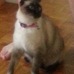 Chat perdu à Auby 59950 : legende, Siamois