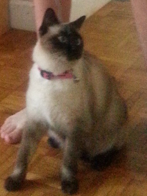 Chat perdu à Auby 59950 : legende, Siamois