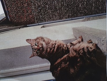 Chat perdu à Saint-Gilles : Milka , Autre