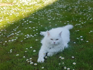 Chat perdu à Champigny-sur-Marne 94500 : LEO, British