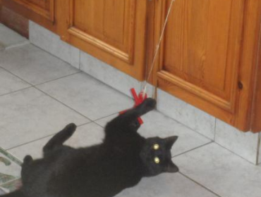 Chat perdu à Sedan 08200 : Bonnie, Européen