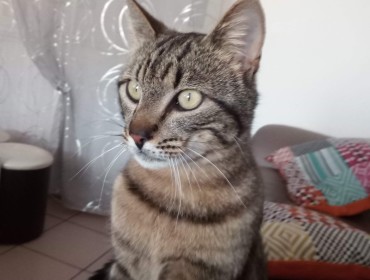 Chat perdu à Leigneux 42130 : Tigrou, Chat de gouttière