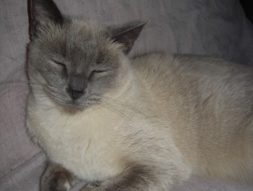 Chat perdu à Fontenay-sous-Bois 94120 : JADE, Croisé