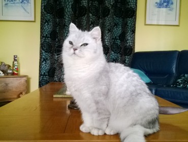 Chat perdu à Coubert 77170 : Plume , Persan