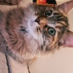 Chat perdu à Marseille 13004 : Praline, Européen