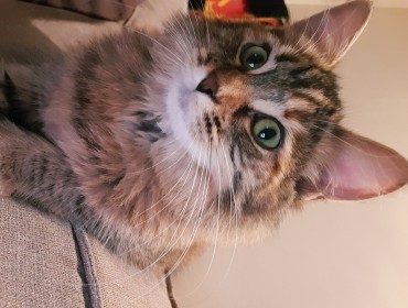 Chat perdu à Marseille 13004 : Praline, Européen