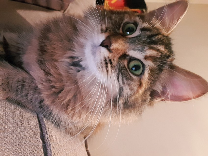 Chat perdu à Marseille 13004 : Praline, Européen