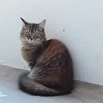 Chat perdu à Marseille 13004 : Praline, Européen