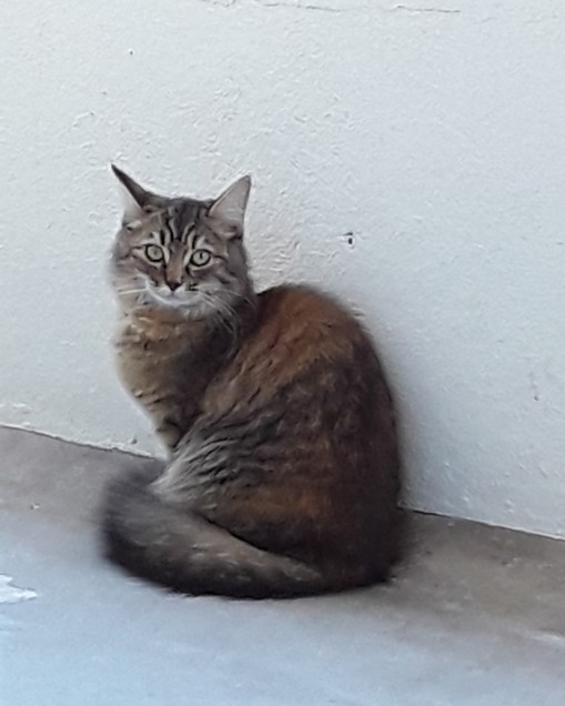 Chat perdu à Marseille 13004 : Praline, Européen