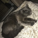 Chat perdu à Grenade 31330 : Simba, Européen