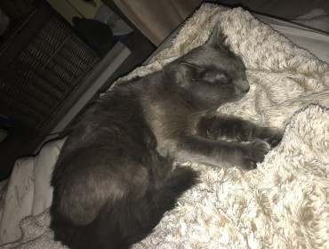 Chat perdu à Grenade 31330 : Simba, Européen