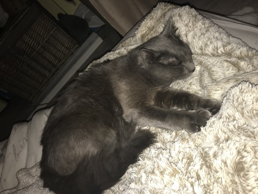 Chat perdu à Grenade 31330 : Simba, Européen