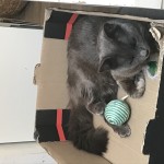 Chat perdu à Grenade 31330 : Simba, Européen