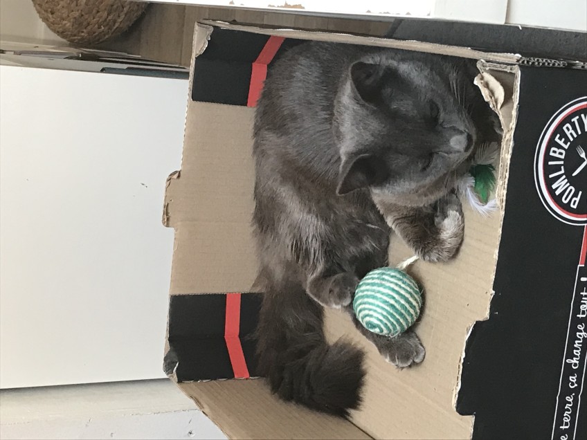 Chat perdu à Grenade 31330 : Simba, Européen