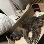 Chat perdu à Grenade 31330 : Simba, Européen