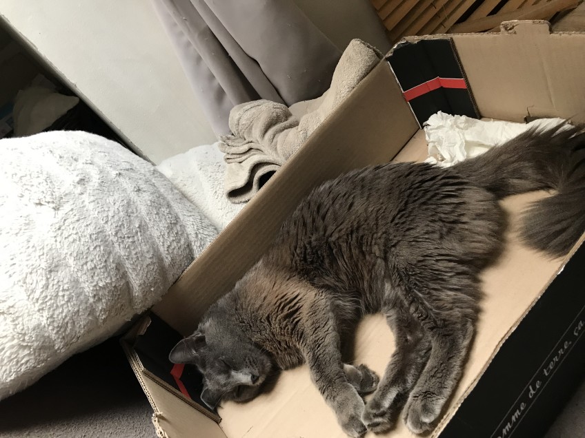 Chat perdu à Grenade 31330 : Simba, Européen