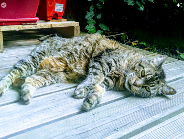 Chat perdu à Montreuil 93100 : DALILA, Européen