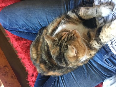 Chat perdu à Montreuil 93100 : Alice, Européen