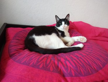 Chat perdu à Montreuil 93100 : Hadrian, Européen