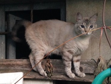 Chat perdu à Romainville 93230 : BUBI, Croisé
