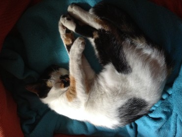 Chat perdu à Montreuil 93100 : Bazsi (à prononcer Boji),...