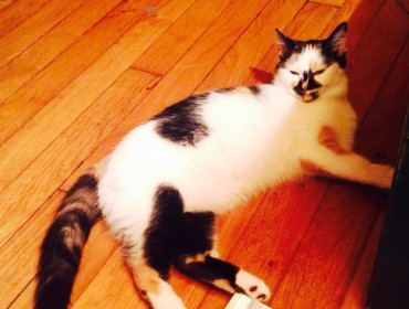 Chat perdu à Montreuil 93100 : BAZSI, Européen