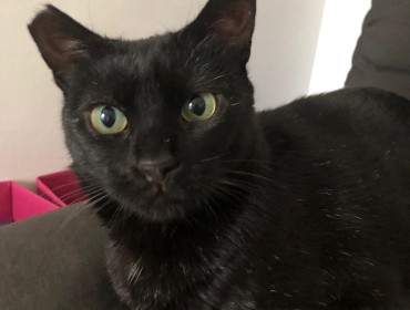 Chat perdu à Paris 75012 : Brigitte, Croisé