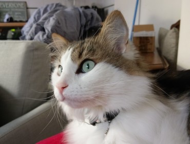 Chat perdu à Rosny-sous-Bois 93110 : Zip, Européen