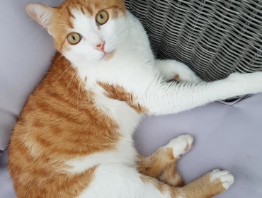 Chat perdu à Rosny-sous-Bois 93110 : Arthur, Européen