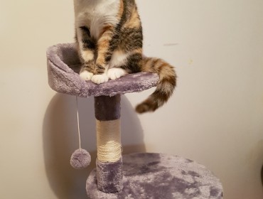 Chat perdu à Lardy 91510 : otomne, Autre