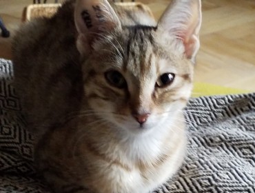 Chat perdu à Montreuil : Linette, Européen