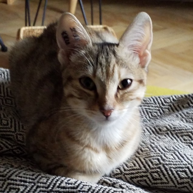 Chat perdu à Montreuil  : Linette, Européen