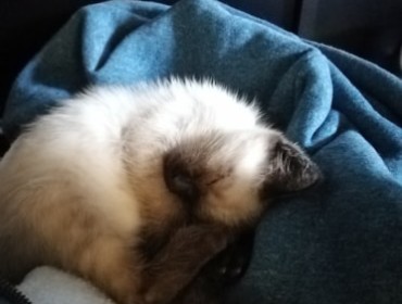 Chat perdu à Noisy-le-Sec 93130 : Caramelle, Siamois