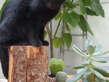 Chat perdu à Montreuil 93100 : Blacky, Européen