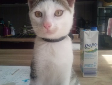 Chat perdu à Exoudun 79800 : tigris, Autre