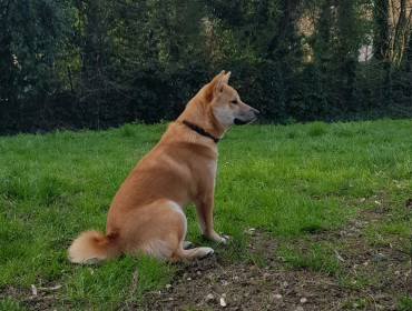 Chien perdu à Montreuil 93100 : Okimi, Autre