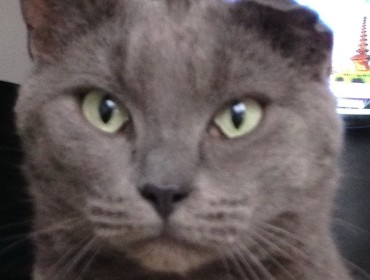 Chat perdu à Lille 59800 : VIC, Chat de gouttière