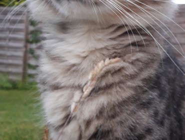 Chat perdu à Gilocourt 60129 : QUICK, Européen