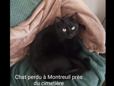 Chat perdu à Montreuil 93100 : MARVIN, Européen