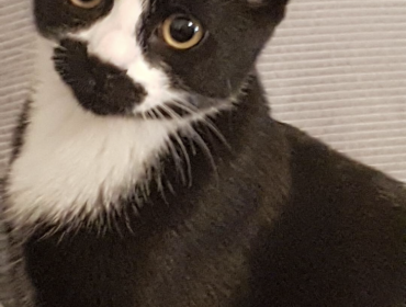 Chat perdu à Gagny 93220 : Minmine (bargelil), Européen