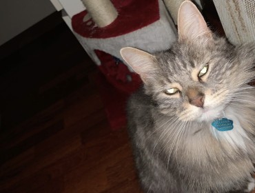 Chat perdu à Tremblay-en-France 93290 : Bernie, Maine-Coon